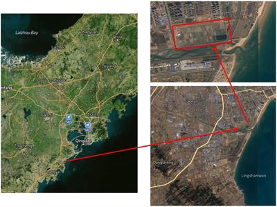 Dynamic distribution of Massilia spp. in sewage, substrate, plant rhizosphere/phyllosphere and air of constructed wetland ecosystem